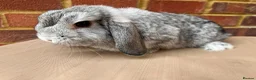 Mini Lop rabbits for sale: Chinchilla mini lop doe for re-homing - Advert 7