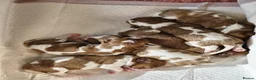 Cavalier King Charles Spaniel dogs for stud: Health Tested KC Registered CKCS for stud! - Advert 2