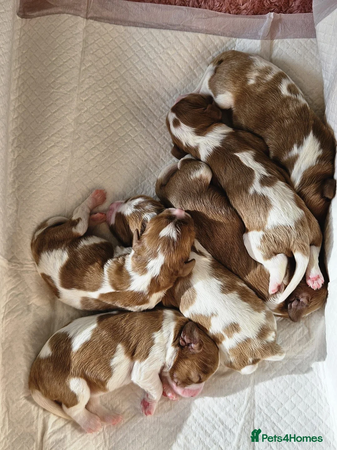 Cavalier King Charles Spaniel dogs for stud: Health Tested KC Registered CKCS for stud! - Advert 2