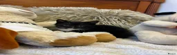 Mixed Breed cats for sale: 🩷Cross Maine Coone Kittens🩷 - Advert 23