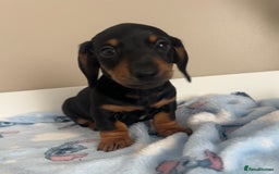 Miniature Dachshund dogs for sale: Stunning miniature dachshund  - Image 5