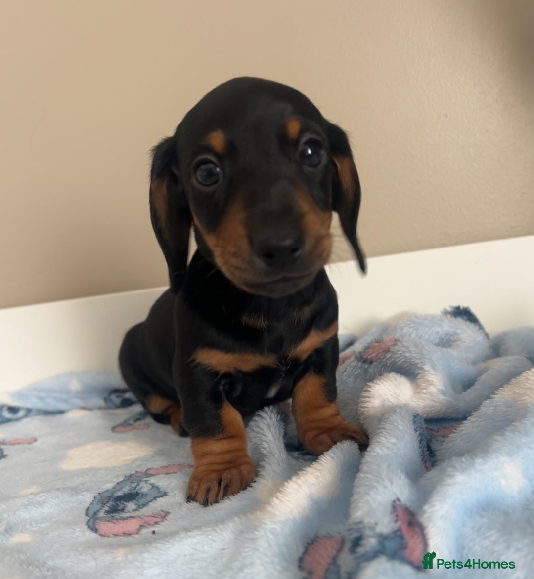 Miniature Dachshund dogs for sale: Stunning miniature dachshund  - Image 5