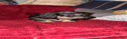 Mixed Breed dogs for sale: Schweenie puppy’s  - Advert 15