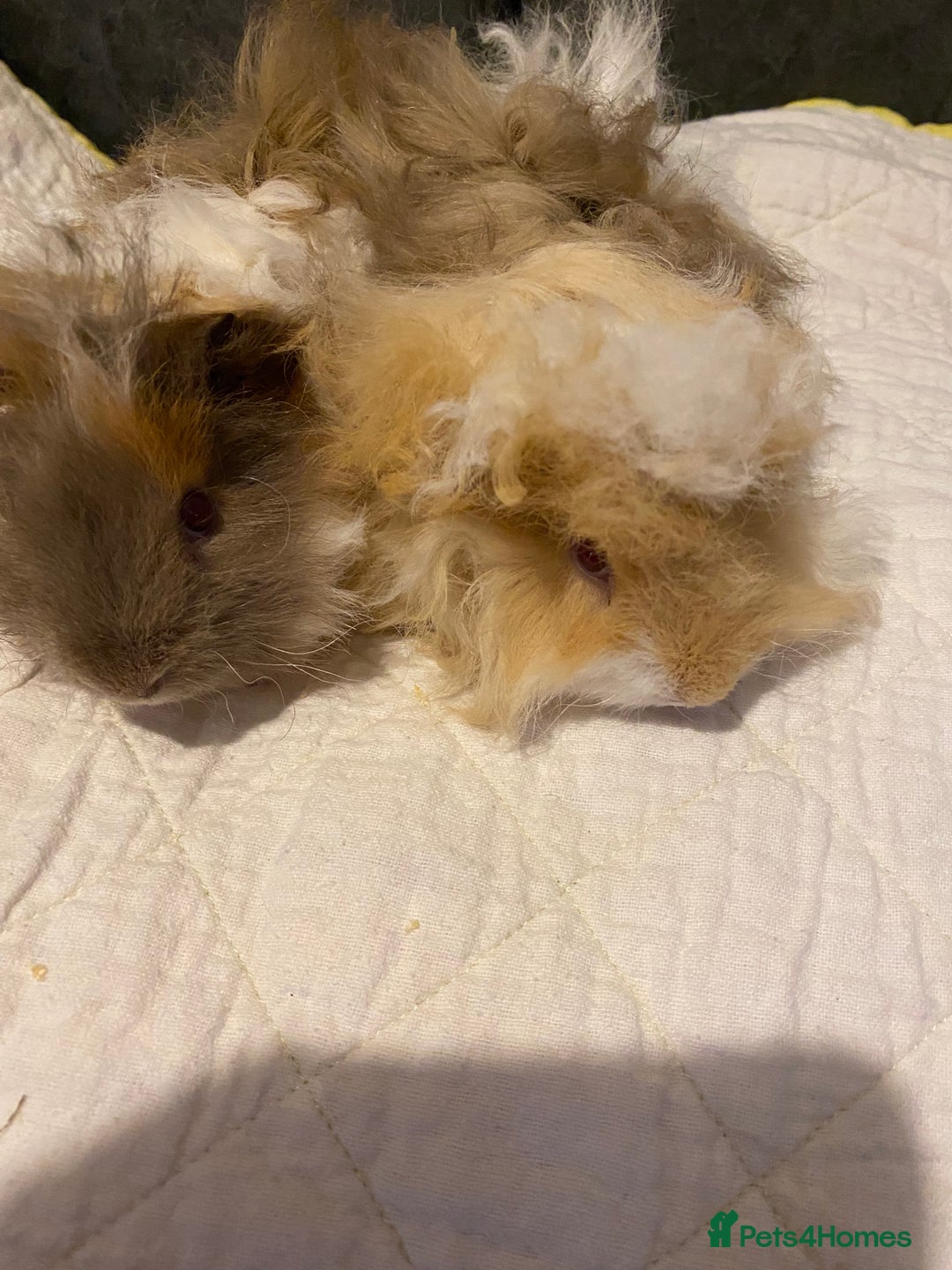 Guinea Pig rodents for sale: Pair bonded brothers - Image 3
