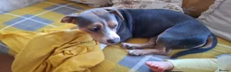 Mixed Breed dogs for sale: Ruby a Bulldog  cross sausage dog 1 year old  in Hull - Advert 2