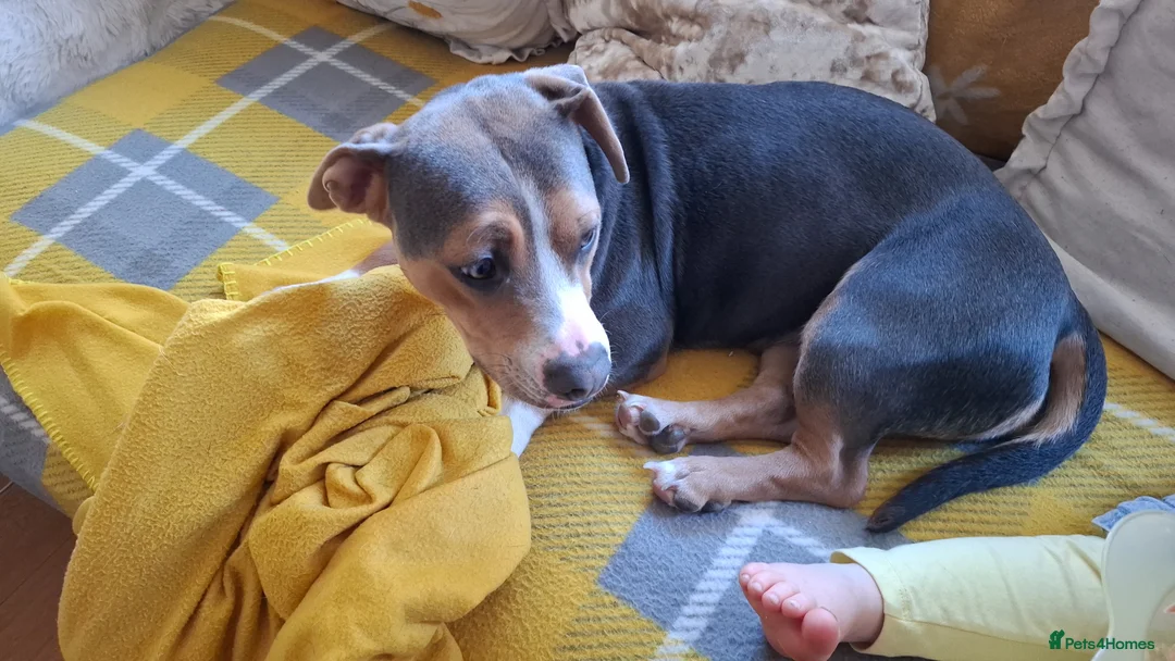 Mixed Breed dogs for sale: Ruby a Bulldog  cross sausage dog 1 year old  in Hull - Advert 2