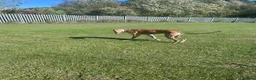Lurcher dogs for stud: Saluki bull greyhound  in Darlington - Advert 5