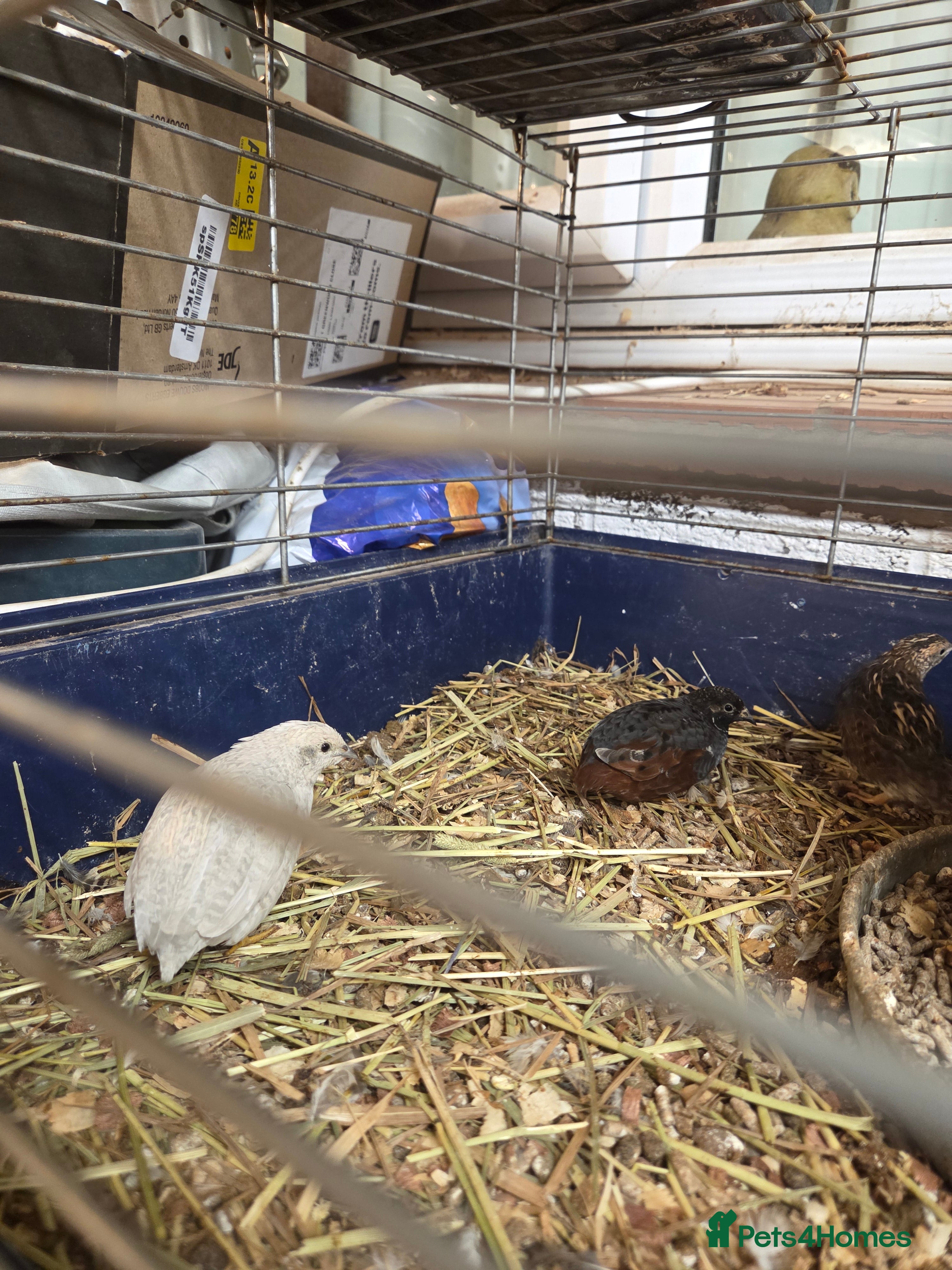 Mixed Breed birds Painted quails  - Advert 5