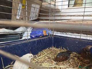 Mixed Breed birds Painted quails - Advert 5