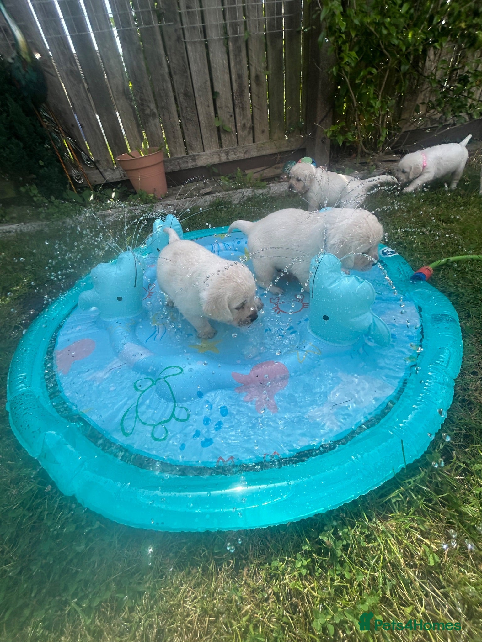 Goldador dogs Puppies siedem by a champion - Advert 13