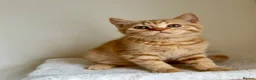 British Shorthair cats for sale: Last boy cute and playful TICA registered  - Advert 4