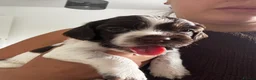 Sprocker dogs for sale: Sprocker puppies - Advert 3
