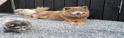 Chow Chow dogs for sale: Exotic colour male chow chow puppies for sale  - Advert 20