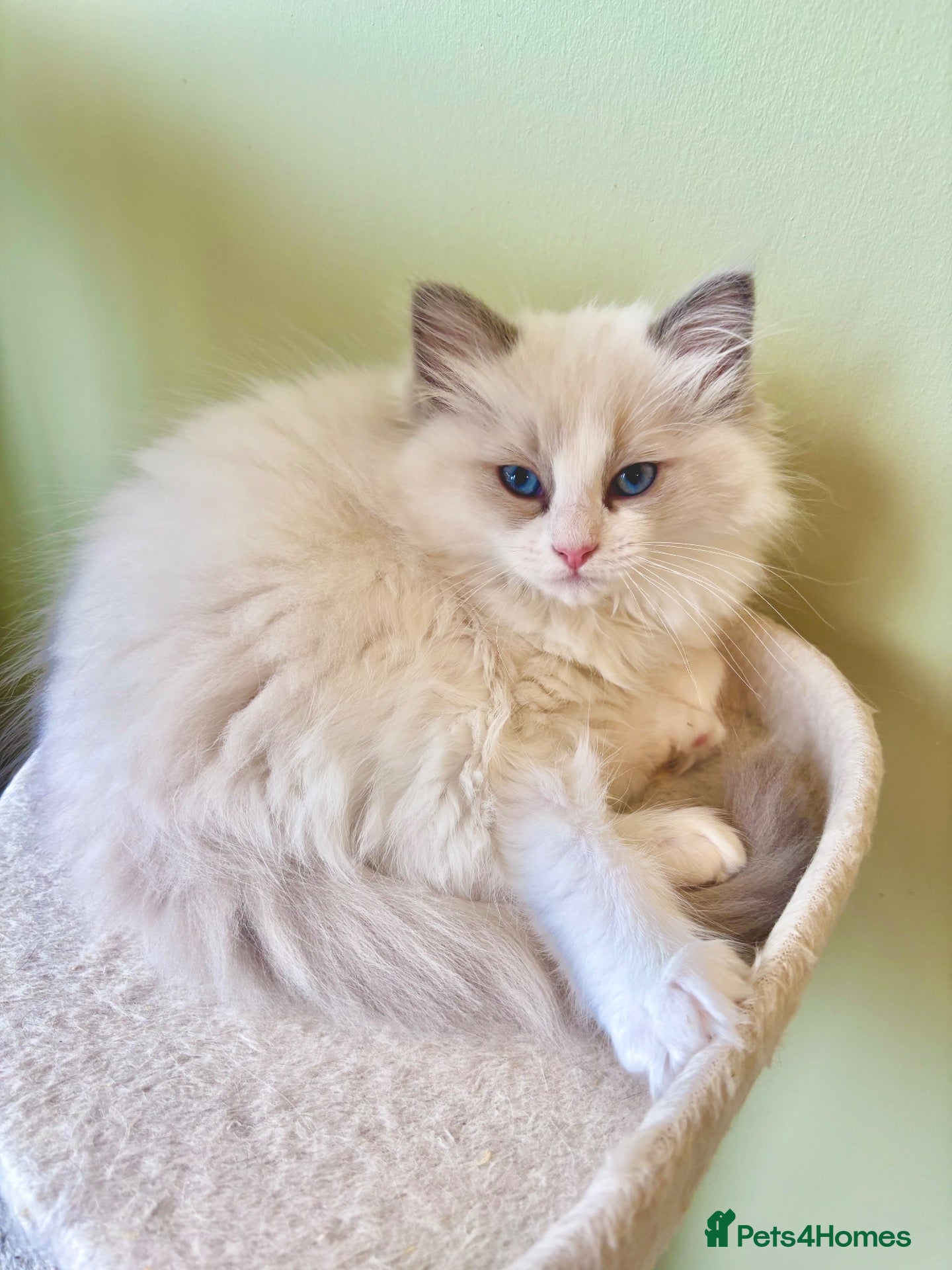 Ragdoll cats PURE RAGDOLL KITTENS *VACCINATED & FREE INSURANCE* - Advert 15