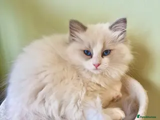 Ragdoll cats PURE RAGDOLL KITTENS *VACCINATED & FREE INSURANCE* - Advert 15