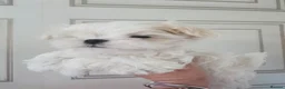 Maltese dogs for sale: Luxury Maltese“Doll Face”Puppies–Korean Bloodlline - Advert 3