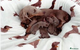 Dachshund dogs for sale: Bella - Advert 5
