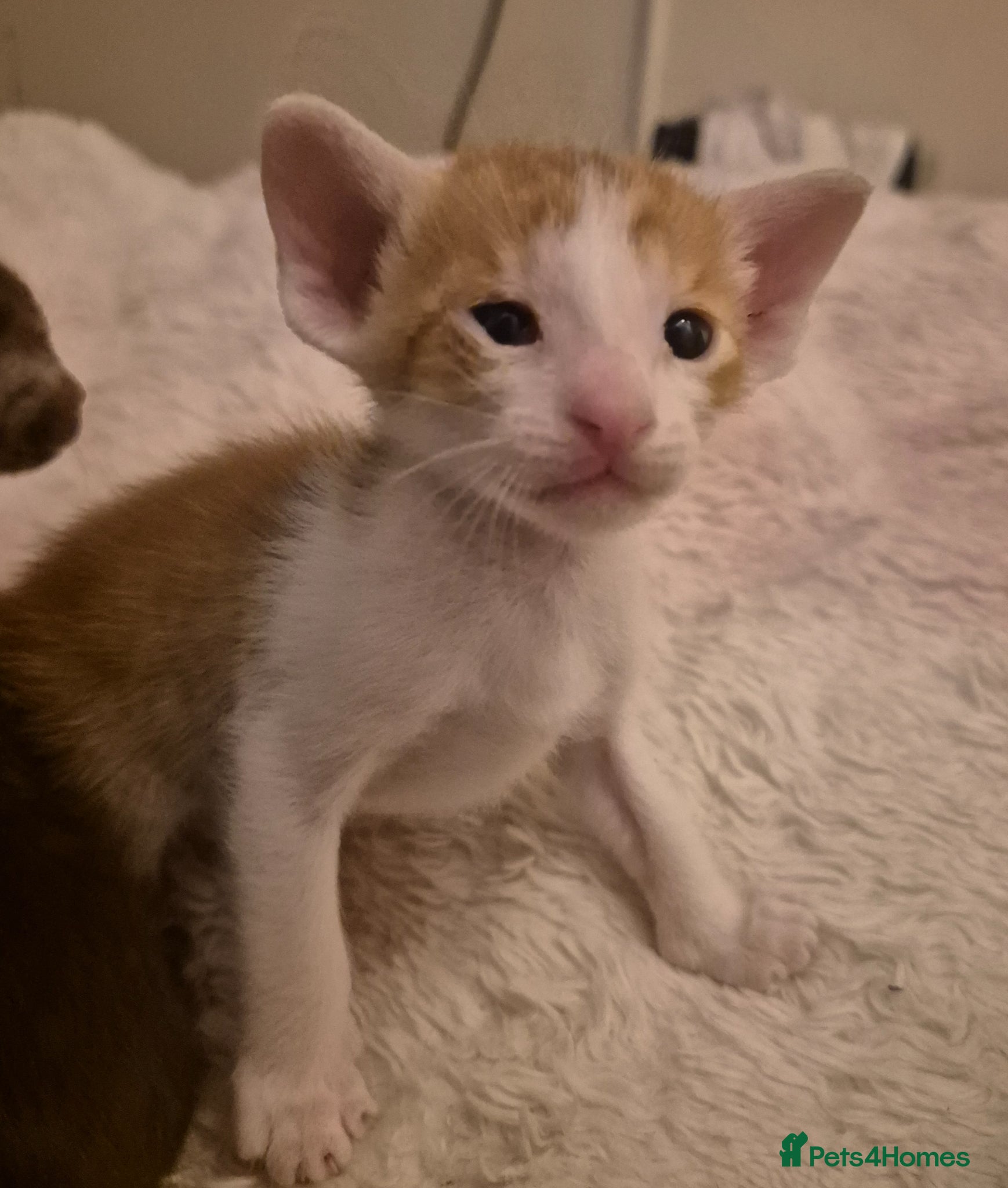 Oriental cats Pedigree Oriental kittens  - Advert 1