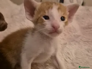 Oriental cats Pedigree Oriental kittens - Advert 16