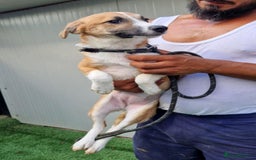 Mixed Breed dogs for adoption: 🐾 Rosie – a tiny sweetheart longing for love ❤️ - Advert 3