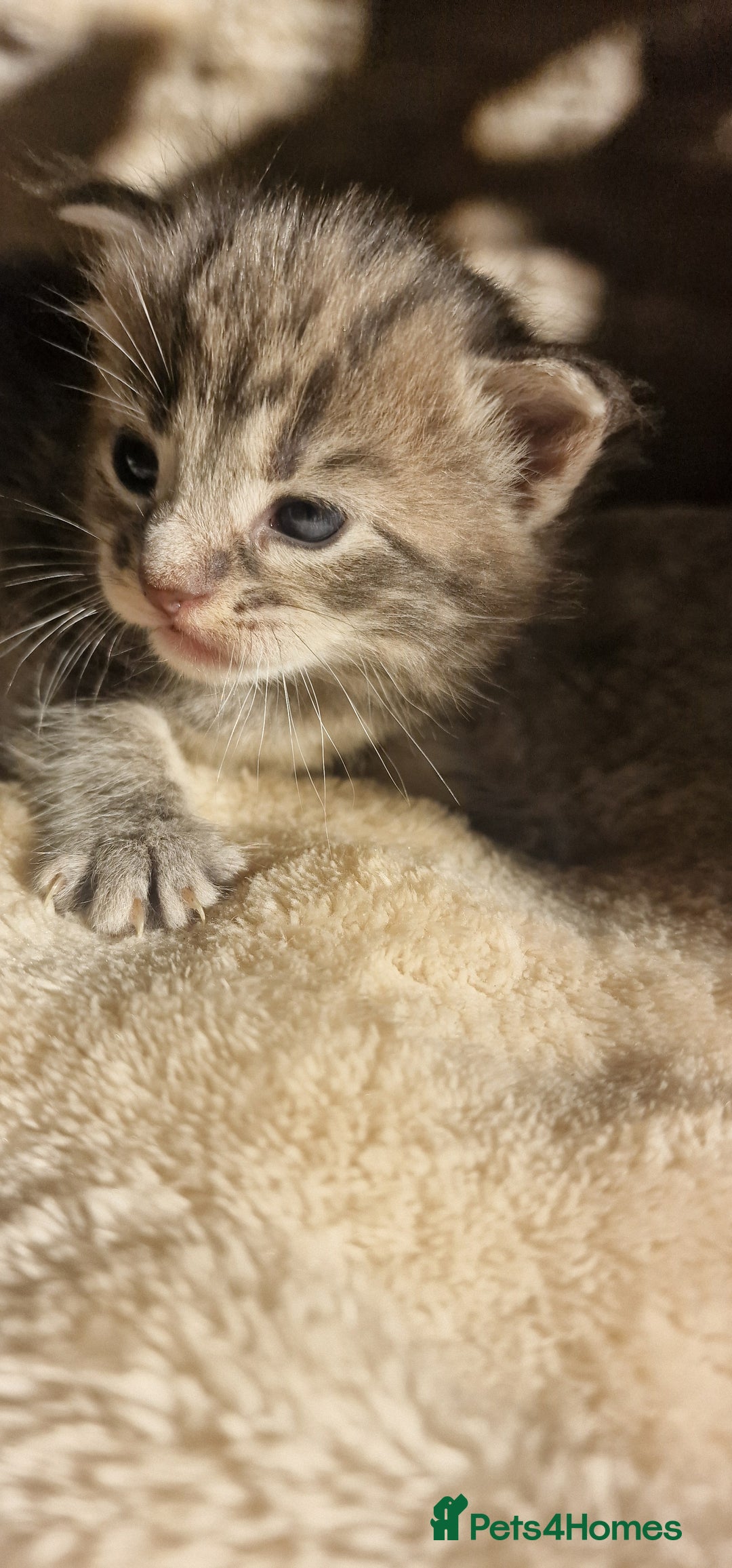 Maine Coon cats for sale: Maine Coon Kittens  - Advert 12