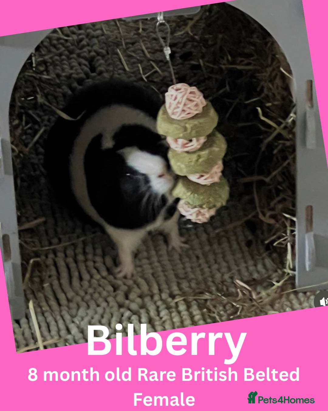 Guinea Pig rodents Guinea Pigs looking for a new home - Advert 1
