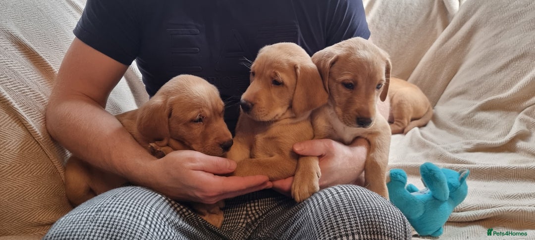 Labrador Retriever dogs for sale: Beautiful Yellow & Fox Red Labrador puppies. - Advert 11