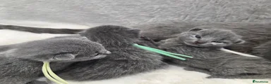 Russian Blue 5