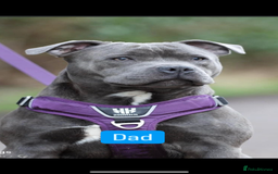 Staffordshire Bull Terrier dogs for sale: Blue Staffordshire bull terrier  - Image 24