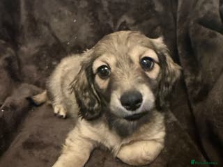 Miniature Dachshund dogs Long haired dachshund pups - last one - Advert 7