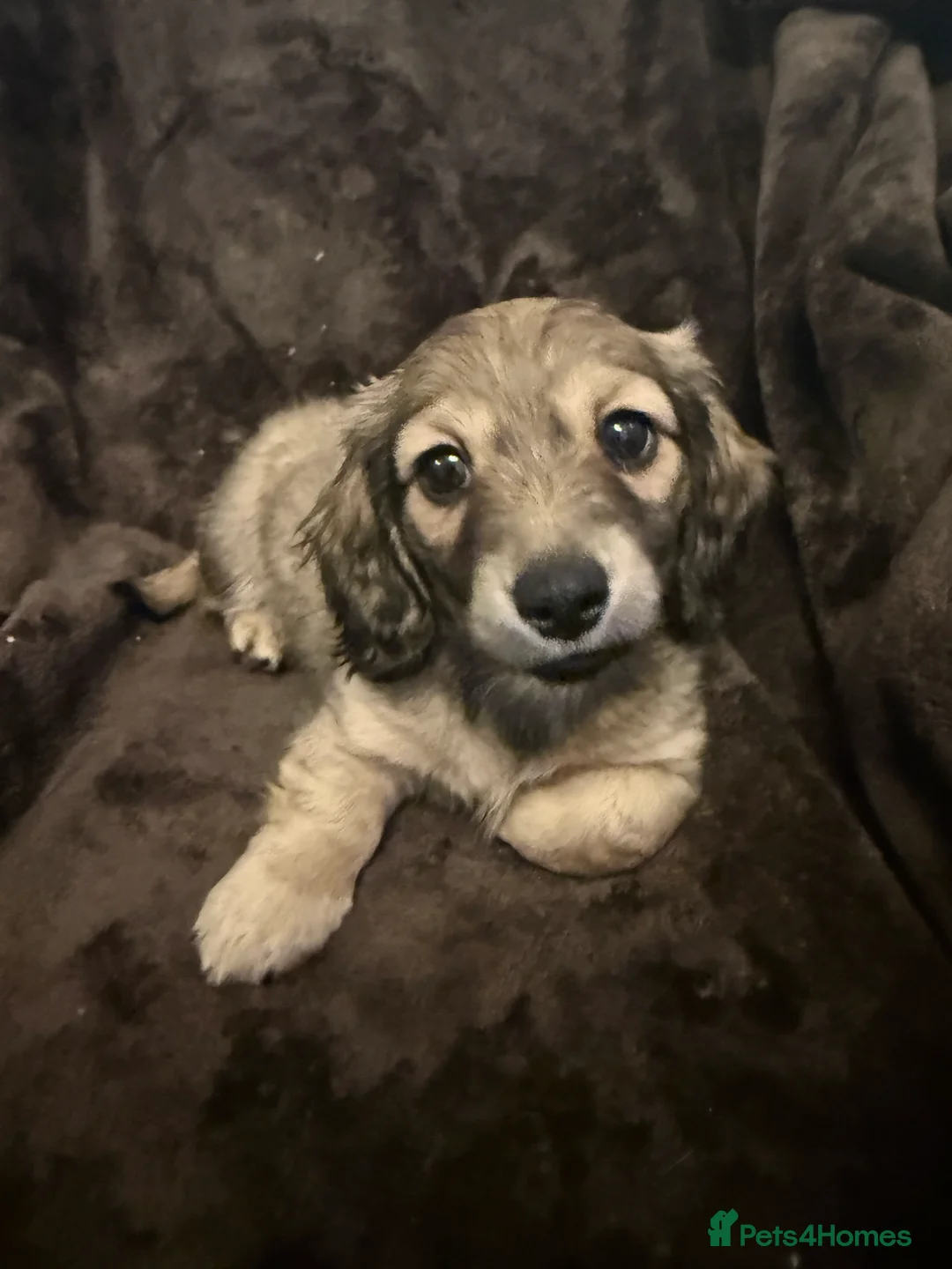 Miniature Dachshund dogs for sale: Shaded cream Long haired dachshund girl   - Advert 3