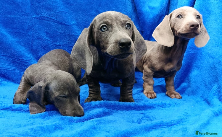 Dachshund dogs - Advert 8