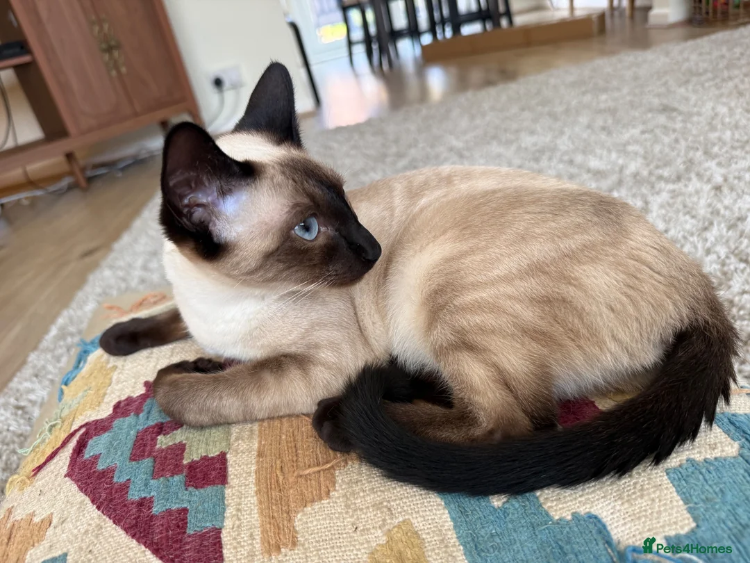 Siamese cats for sale: Poe is looking for her forever home  - Advert 2