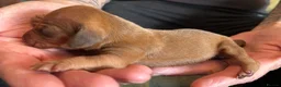 Dachshund dogs for sale: QUALITY KC STANDARD SMOOTH DAHSHUNDS  - Advert 12