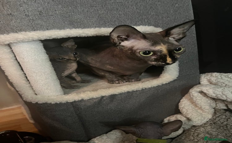 Sphynx cats - Advert 1