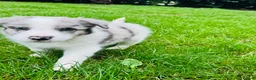Border Collie dogs for sale: Pure Bred Border Collie Puppies For Sale - Advert 6
