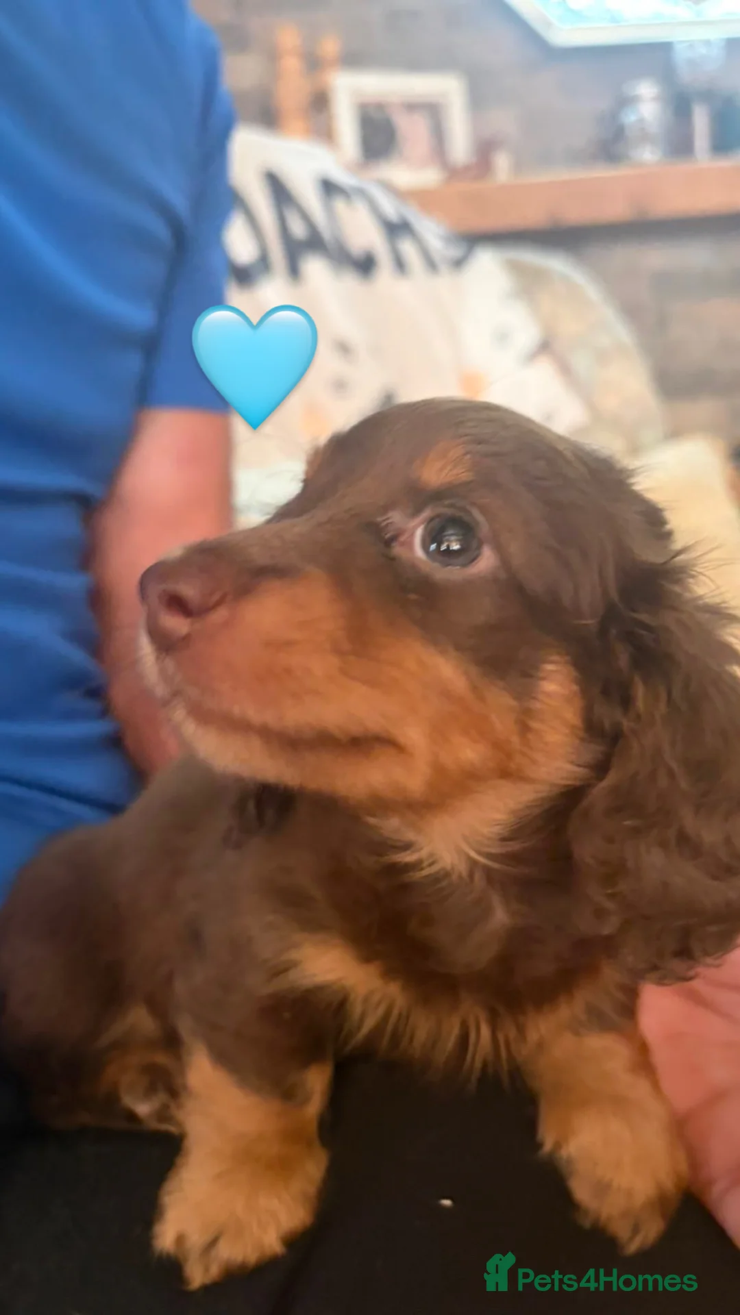 Miniature Dachshund dogs for sale: Longhaired stunning miniature Daschunds - Advert 13