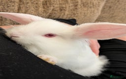Lionhead rabbits for sale: Mini lionhead and mini lop - Image 2
