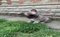 Chihuahua dogs for sale: Adorable semi long coat chihuahua puppies - Image 16
