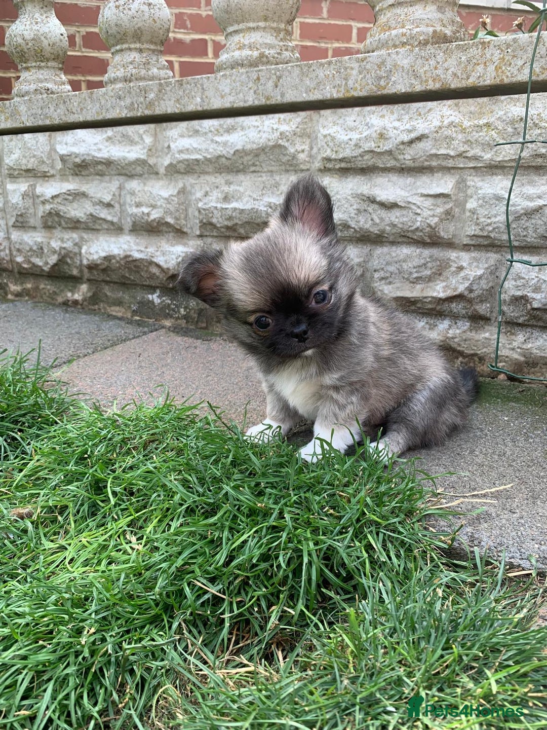 Chihuahua dogs for sale: Adorable semi long coat chihuahua puppies - Image 16