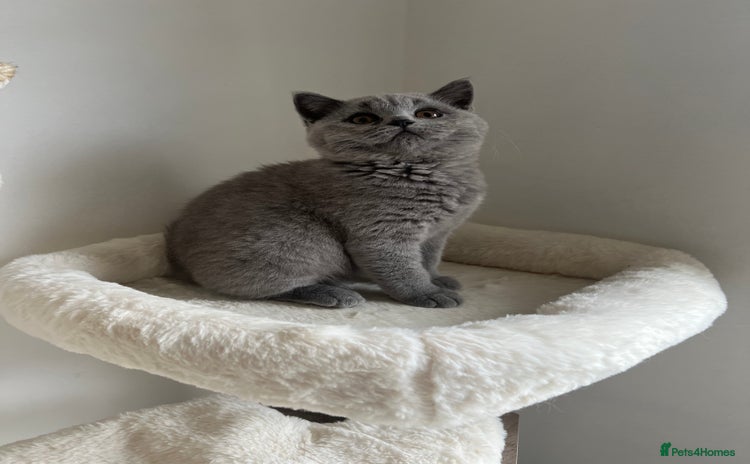British Shorthair cats - Advert 7