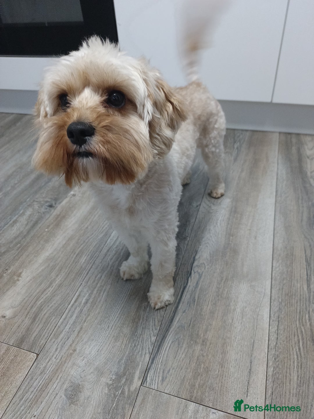 Cavapoo dogs for sale: Male cavapoo - Advert 2