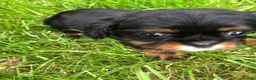 Cavalier King Charles Spaniel dogs for sale: Cavalier King Charles puppies  - Advert 36