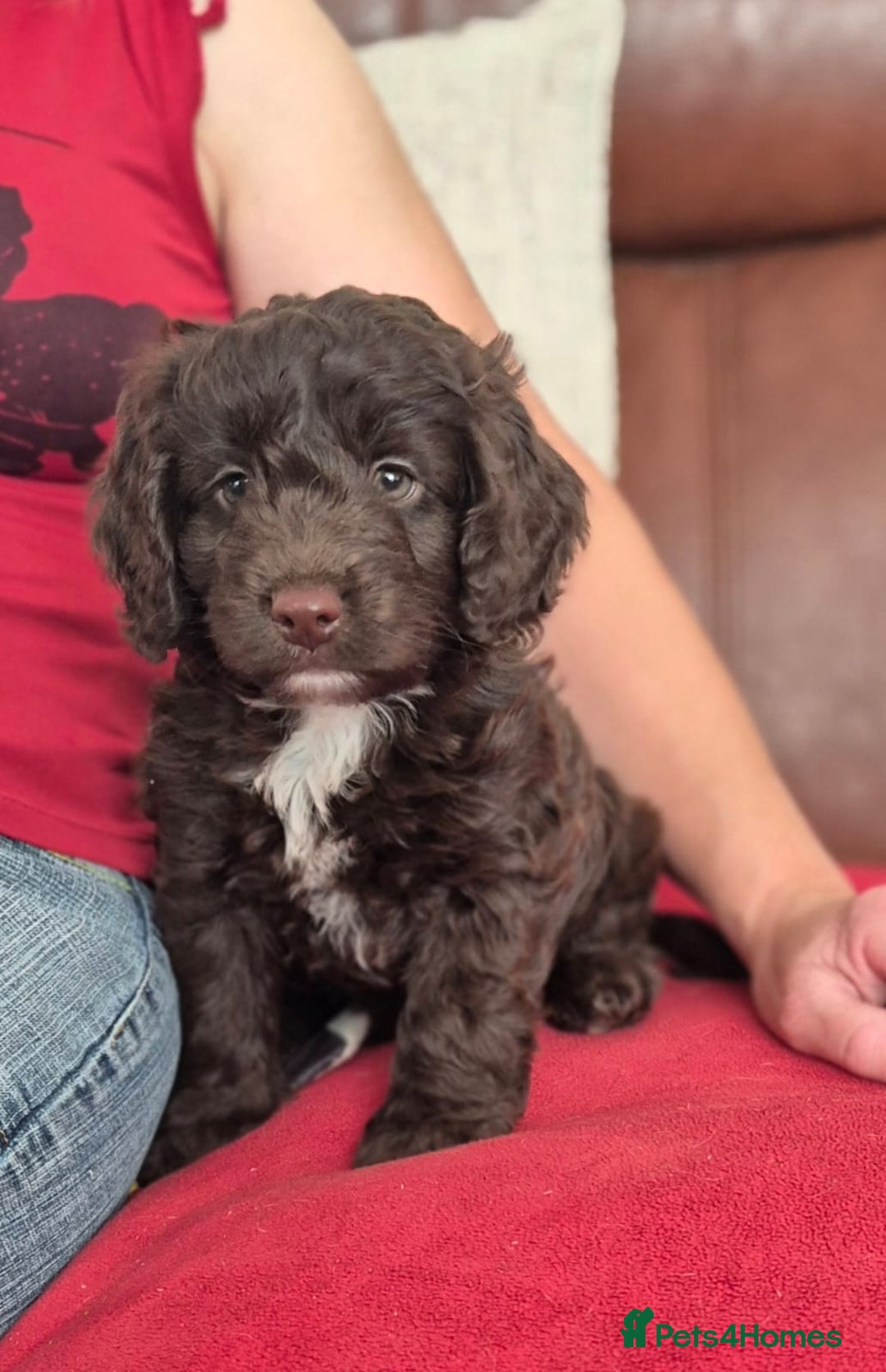 Cockapoo dogs for sale: Stunning Toy Cockapoos - Ready Now  - Image 4