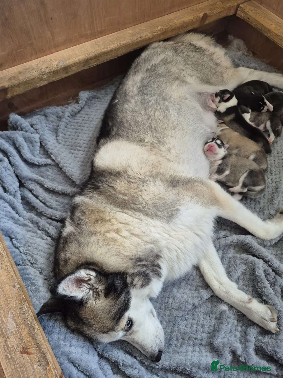Pomsky dogs for sale: Beautiful F3 Pomsky Puppies - Advert 27