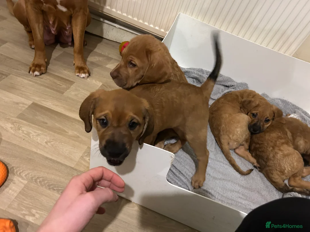 Mixed Breed dogs for sale: Dogue de Bordeaux X Borador puppies - Advert 6