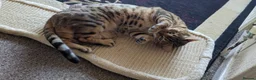 Bengal cats for sale: Beautiful Bengal girl - Advert 5