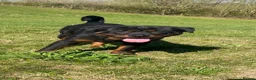 Rottweiler dogs for stud: Stunning KC male Rottweiler for stud  - Advert 4