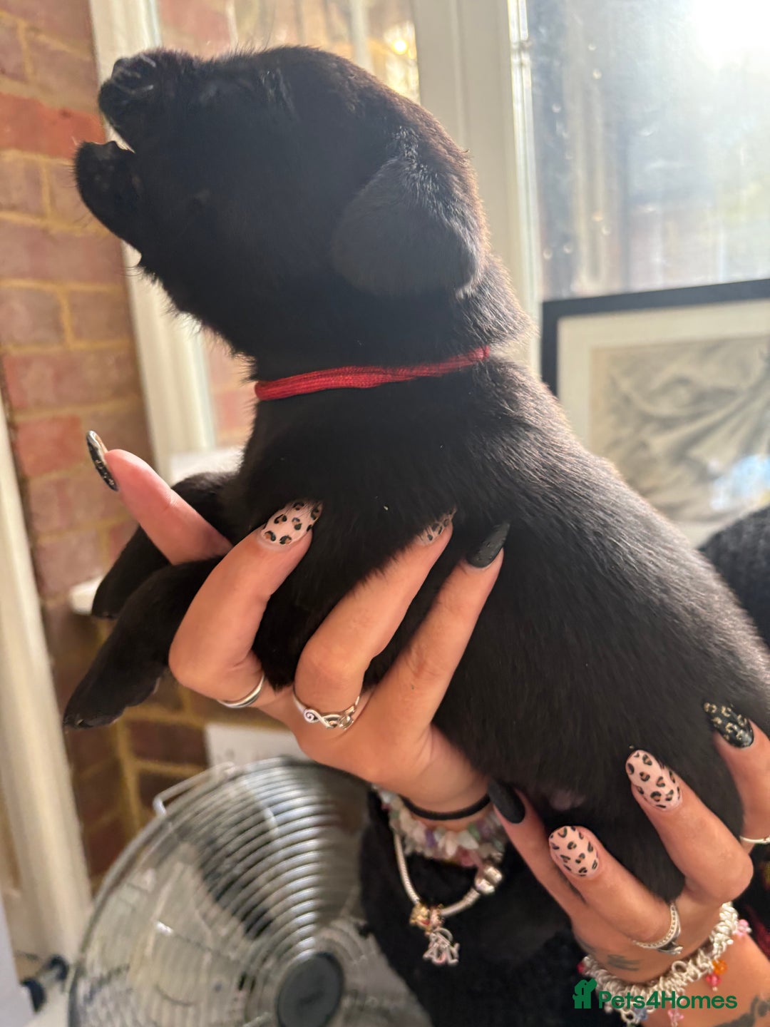 Labrador Retriever dogs for sale: Labrador puppies - Ready Now  - Image 28