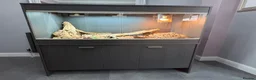 Bearded Dragon reptiles for sale: Vivexotic viv enclosure cabinet bearded dragon - Advert 1